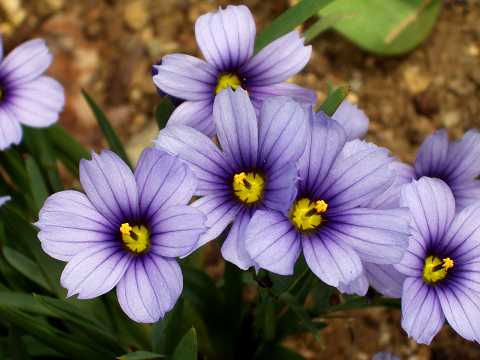 シシリンチウム