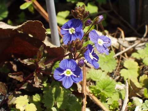 オックスフォード・ブルー