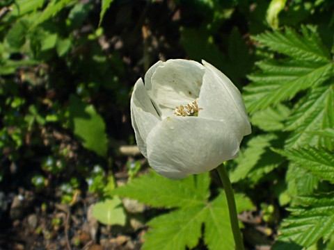 ヤマシャクヤク