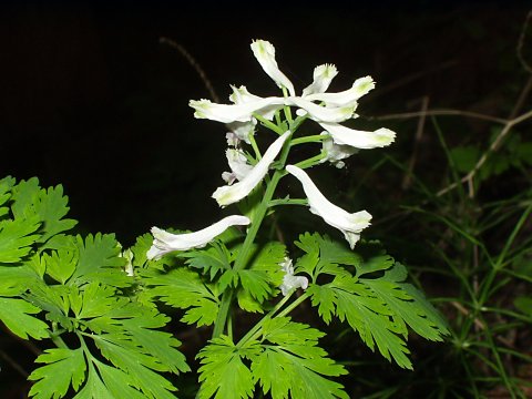 ユキヤブケマン