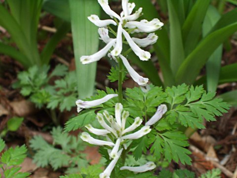 ユキヤブケマン