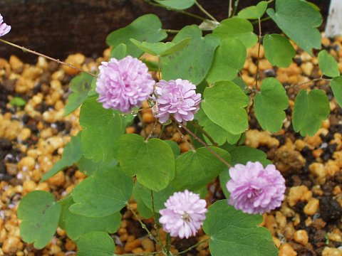 バイカカラマツ