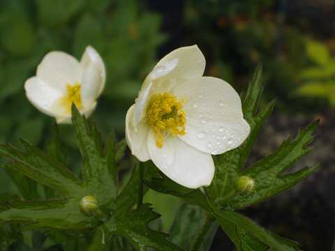 フタマタイチゲ