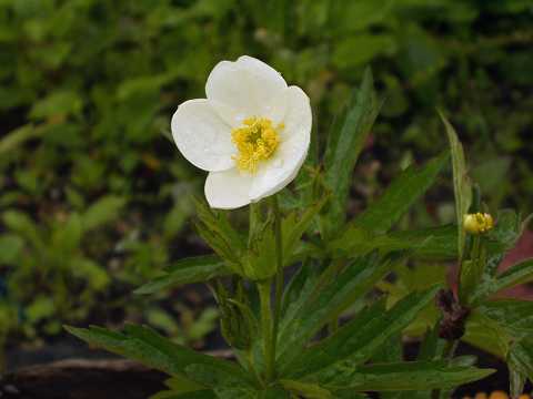 フタマタイチゲ