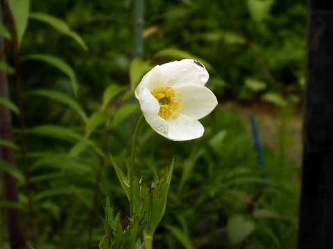 フタマタイチゲ