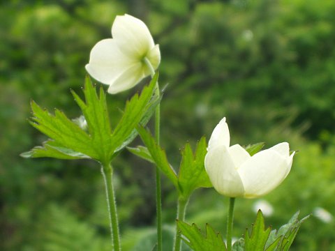 フタマタイチゲ