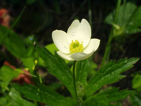 フタマタイチゲ