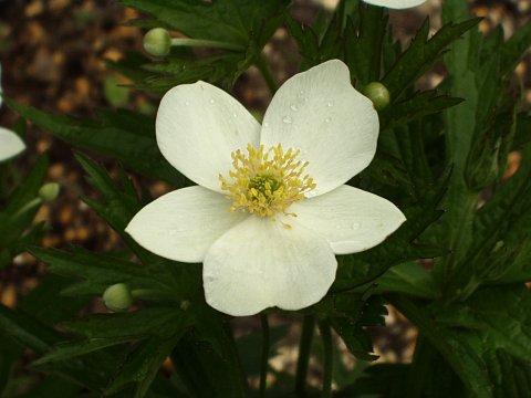 フタマタイチゲ