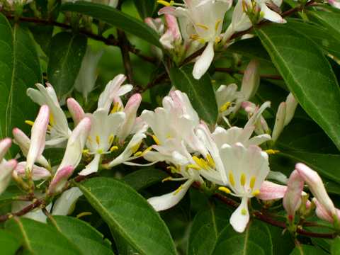 ハナヒョウタンボク