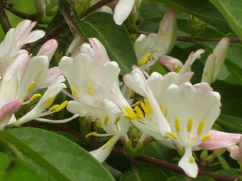 ハナヒョウタンボク