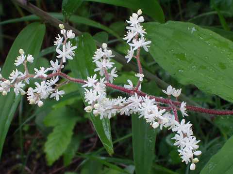 ハルナユキザサ