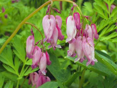 ヒメケマンソウ