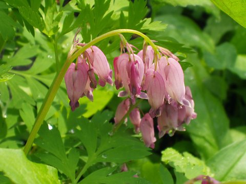 ヒメケマンソウ