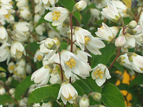 �q���E�c�M