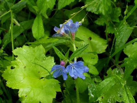 �z�^���J�Y��