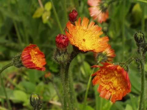 コウリンタンポポ