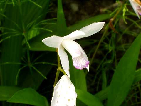 クチベニシラン