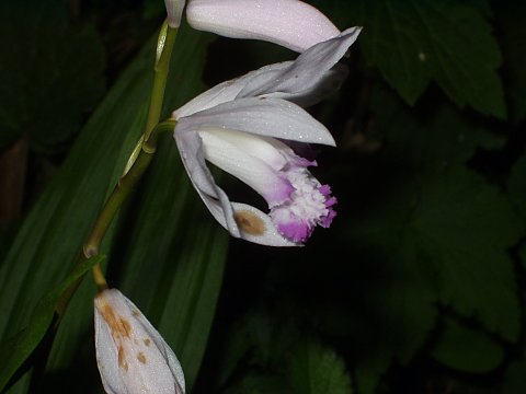 クチベニシラン