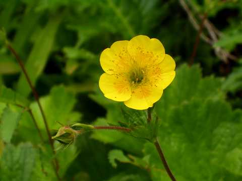 ミヤマダイコンソウ