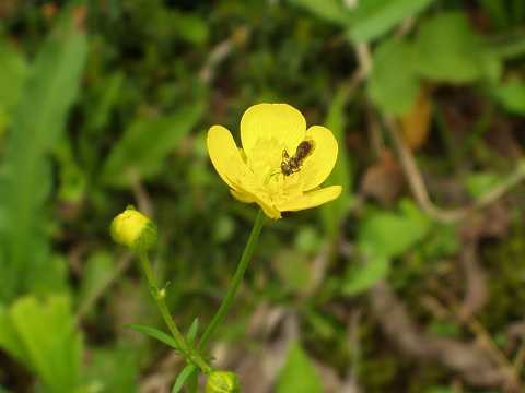 ミヤマキンポウゲ