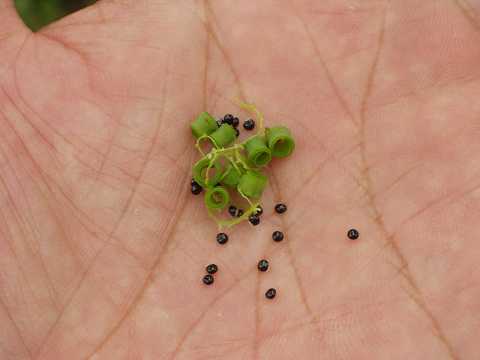 ムラサキケマンの種