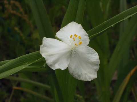 白花のムラサキツユクサ