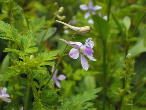 セリバヒエンソウ