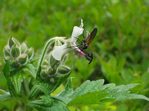 シロバナグンナイフウロ