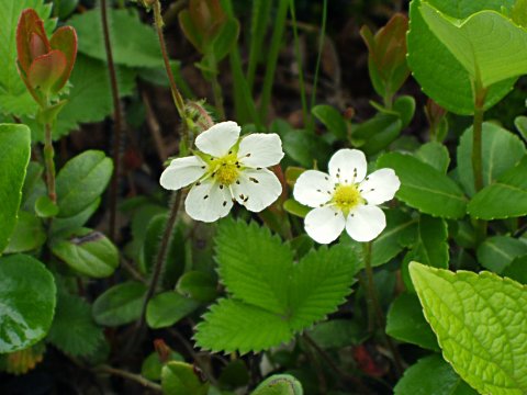 シロバナノヘビイチゴ