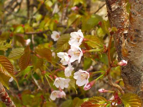 タカネザクラ