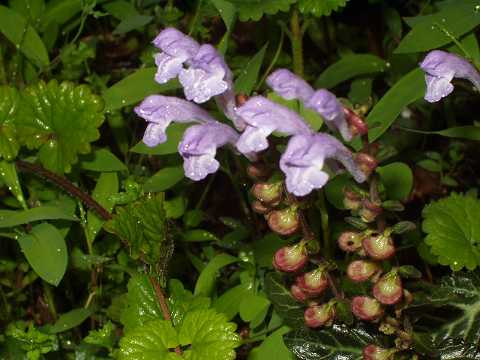 ヤマタツナミソウ