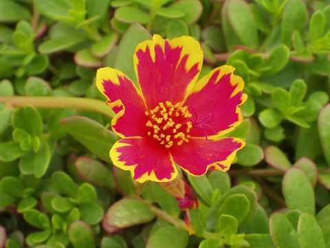 ハナスベリヒユ