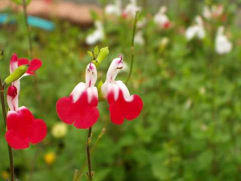 ホットリップス