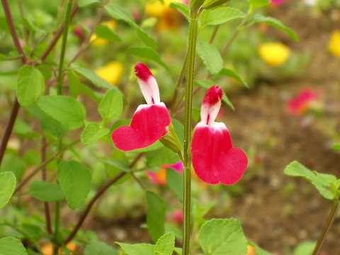 ホットリップス