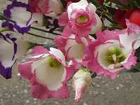 �g���R�L�L���E