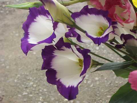 トルコキキョウ