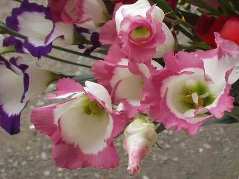 トルコキキョウ