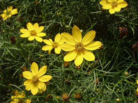 イトバハルシャギク