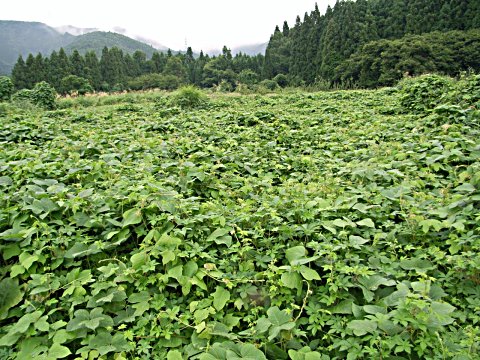 カナムグラの群落