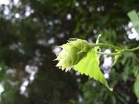 �J���n�i�\�E