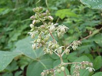 �J���n�i�\�E