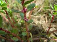 �L�J�V�O�T