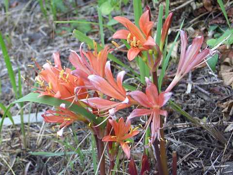 キツネノカミソリ