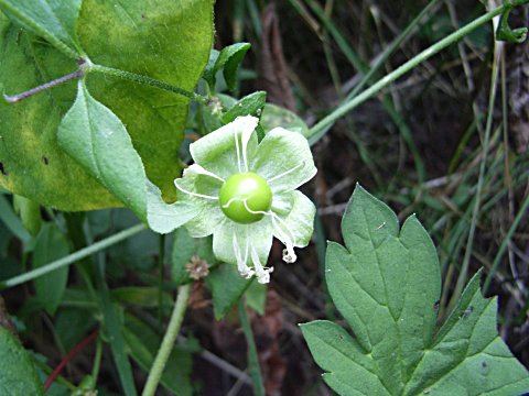 ナンバンハコベの実