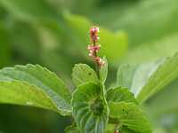 �G�m�L�O�T