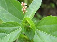 �G�m�L�O�T