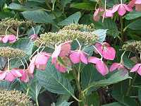 �K�N�A�W�T�C