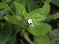 �n�i�C�o�i