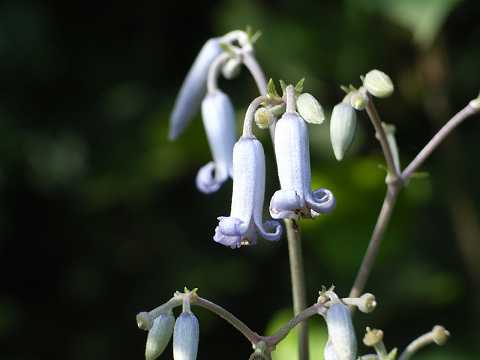 �N�T�{�^��