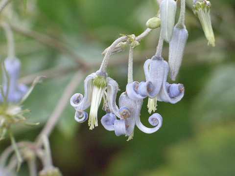 �N�T�{�^��